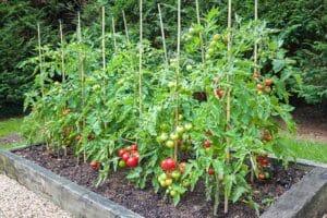 The perfect time: When should you plant tomatoes?