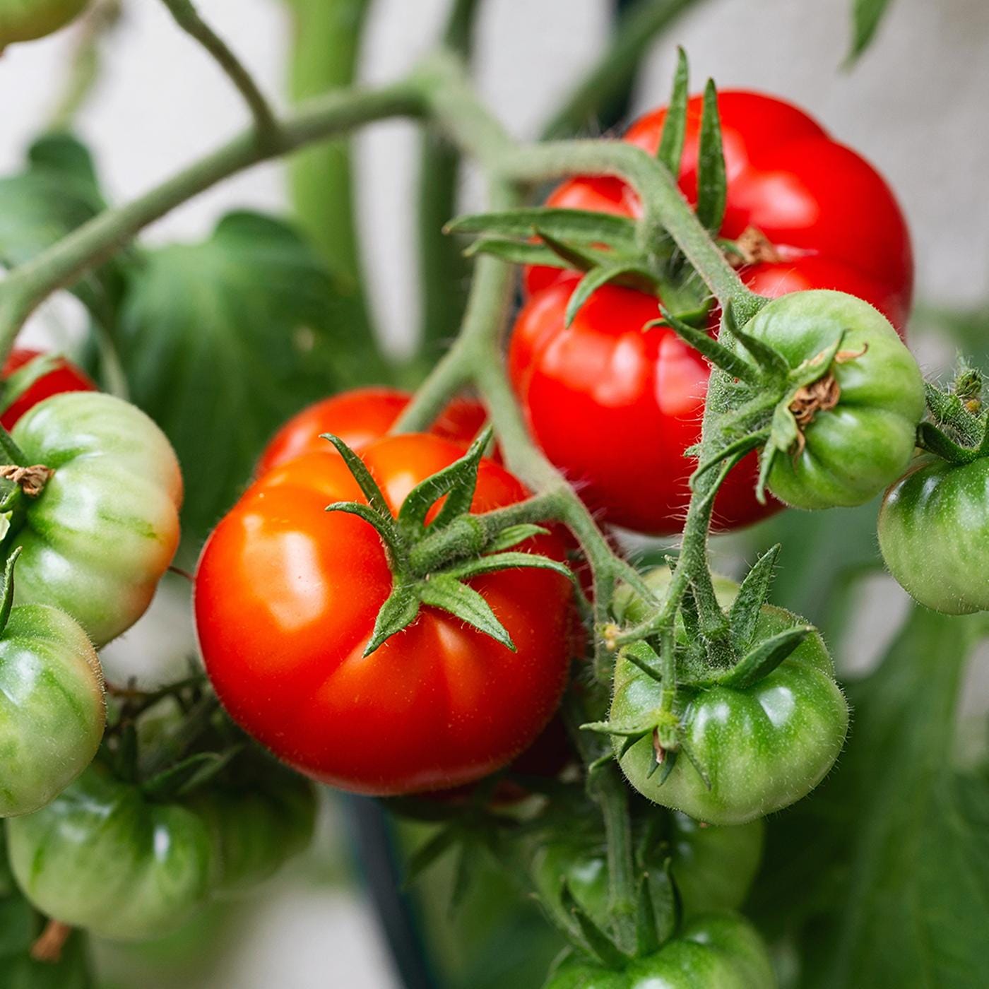 tomaten pflanzen